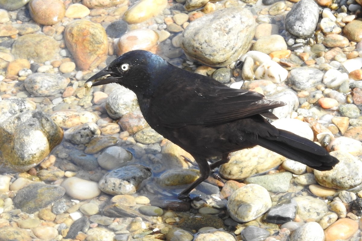 Common Grackle - ML637855065