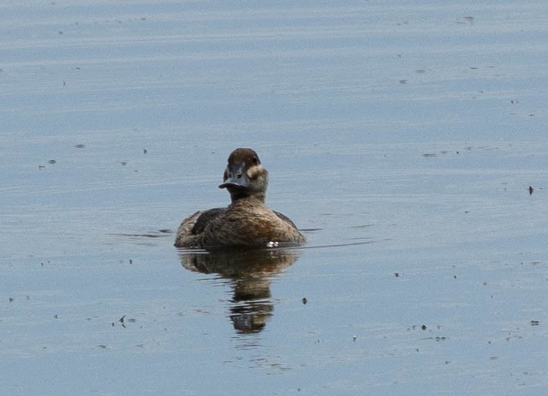 Ruddy Duck - ML637855066
