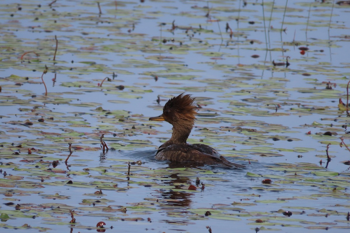 Hooded Merganser - ML637855070