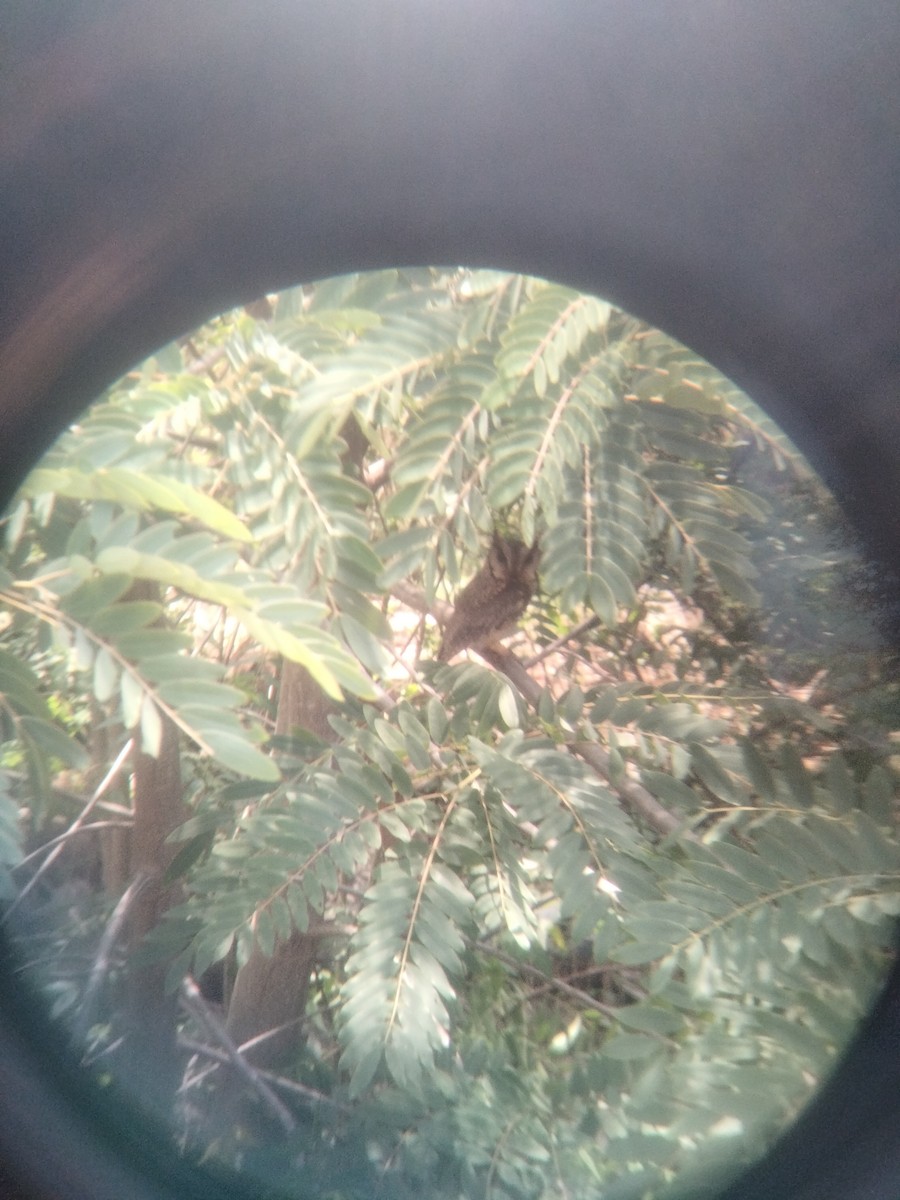 Indian Scops-Owl - ML637855075