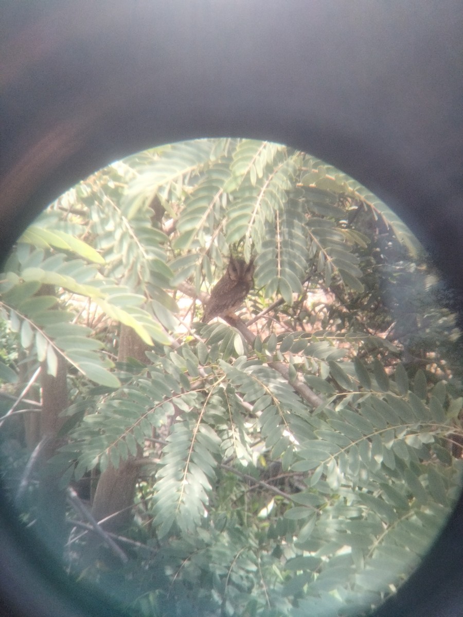 Indian Scops-Owl - ML637855076