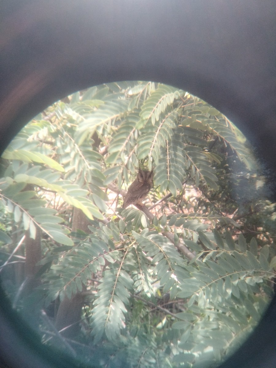 Indian Scops-Owl - ML637855077
