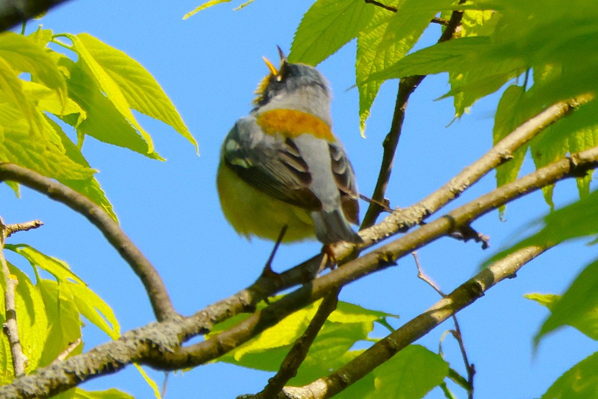 Northern Parula - ML637855081