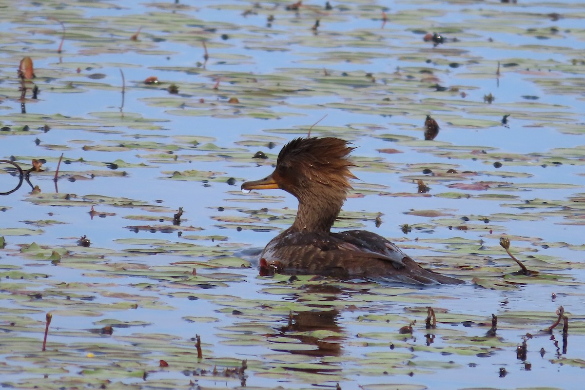 Hooded Merganser - ML637855082