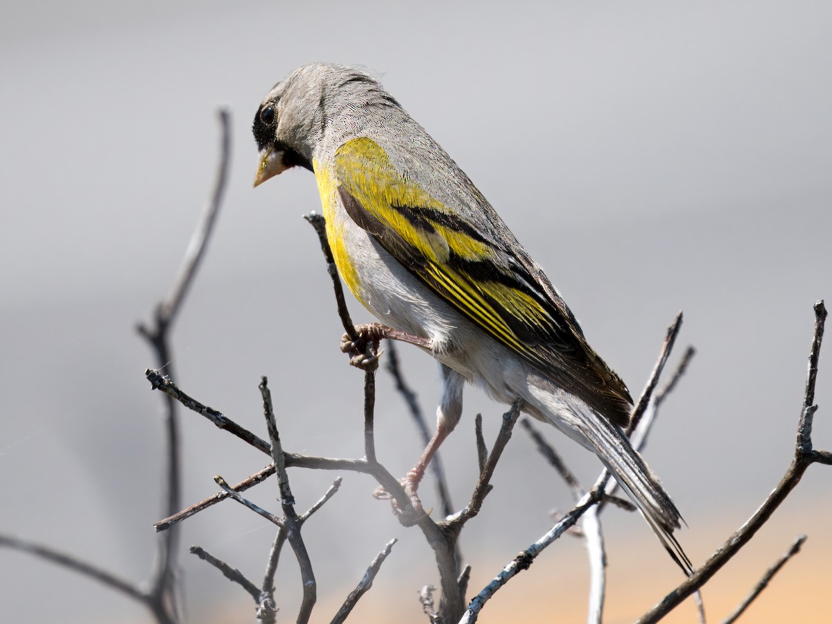 Lawrence's Goldfinch - ML637855104
