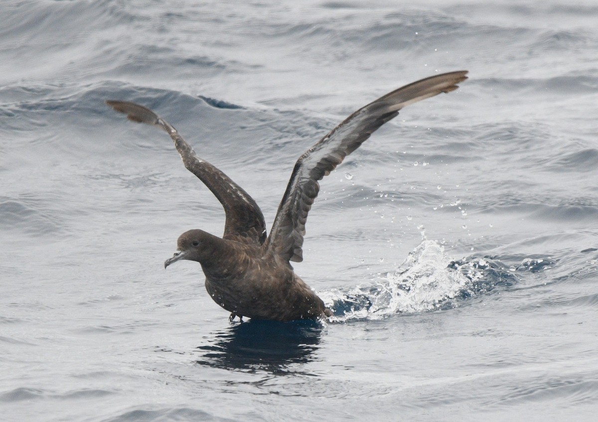 Sooty Shearwater - ML637855105