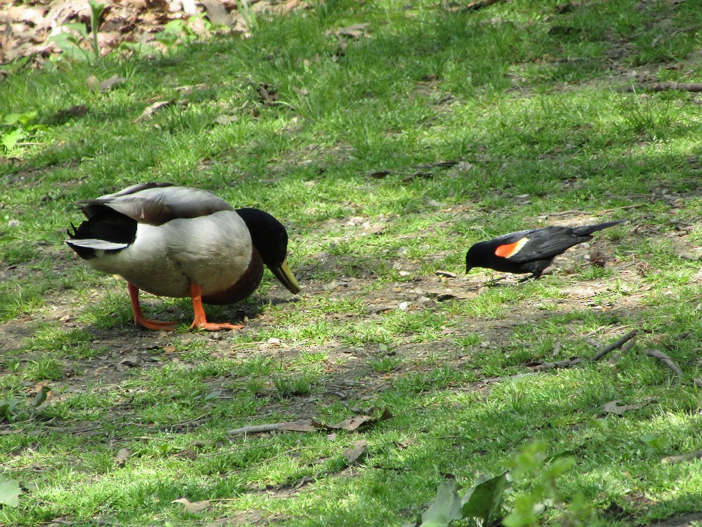 Mallard - ML637855106