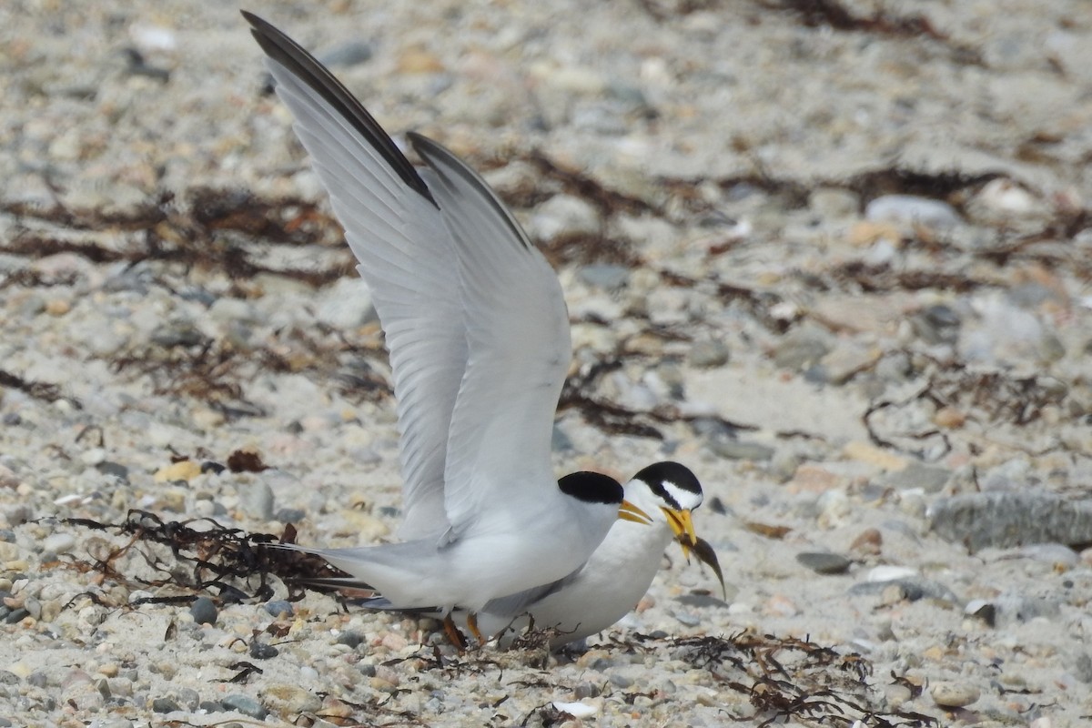 Least Tern - ML637855107