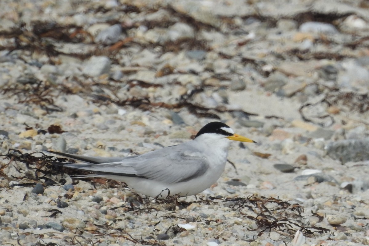 Least Tern - ML637855109