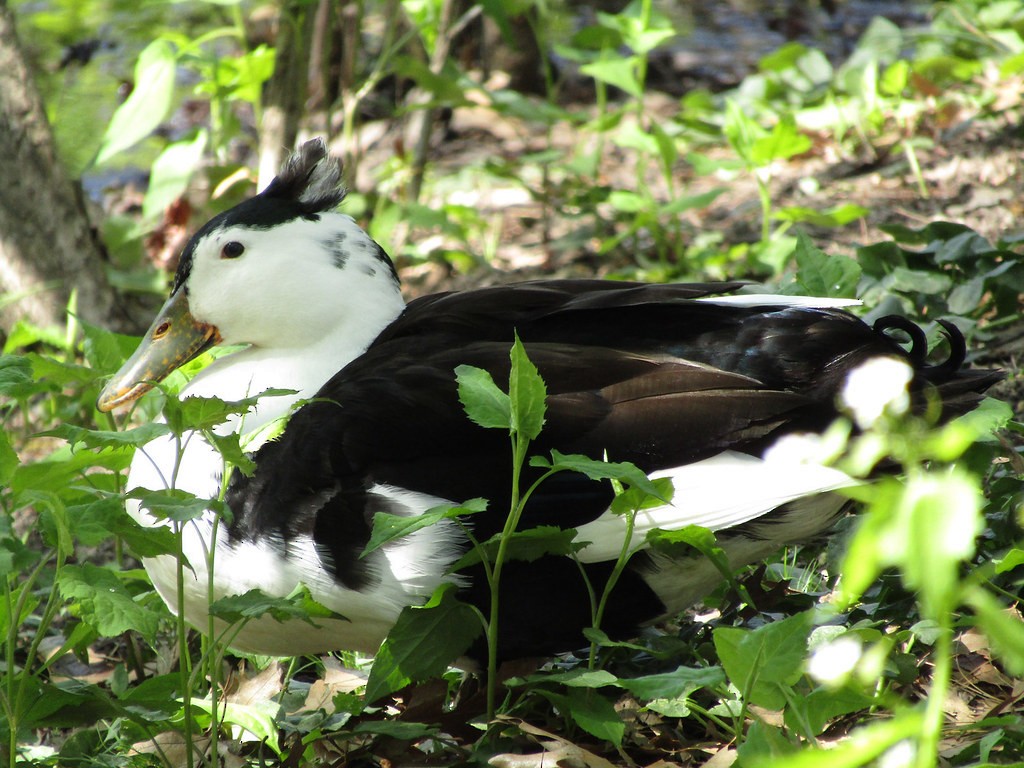 duck sp. - ML637855112