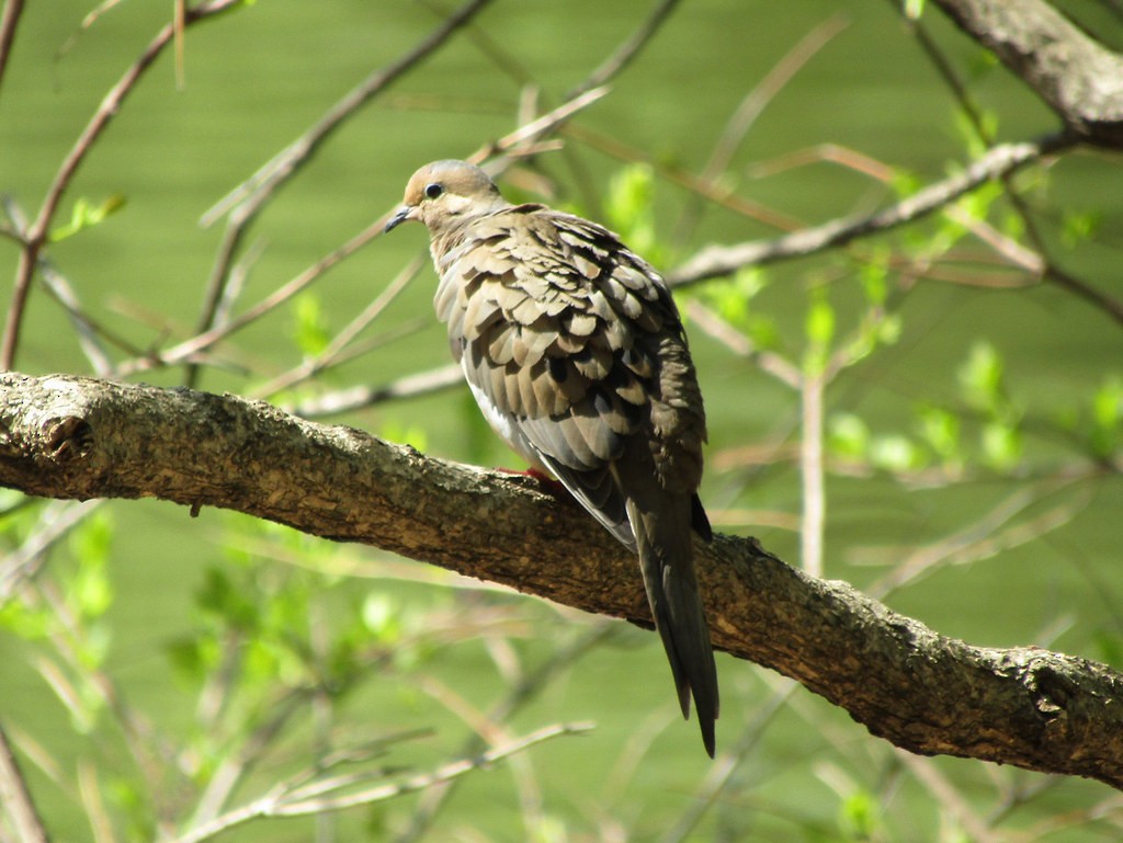 Mourning Dove - ML637855114