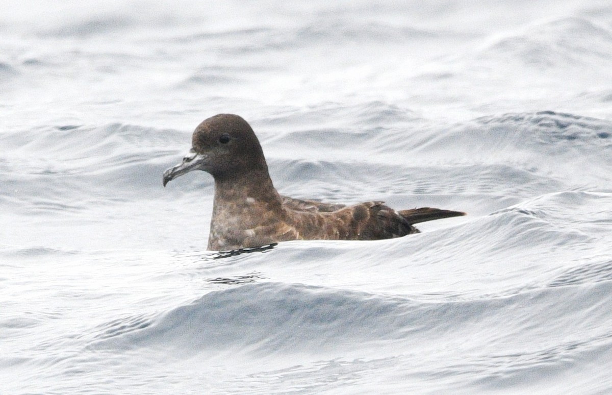 Sooty Shearwater - ML637855236