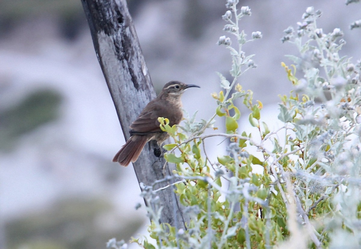 White-throated Earthcreeper - ML637855253