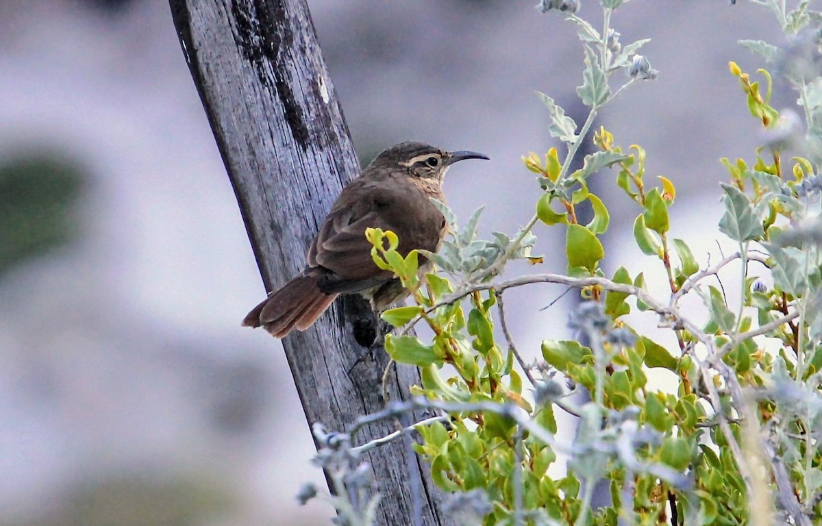 White-throated Earthcreeper - ML637855254