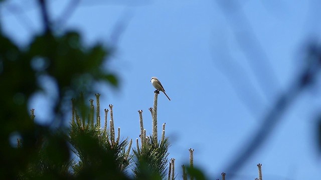 Brown Shrike - ML637855273