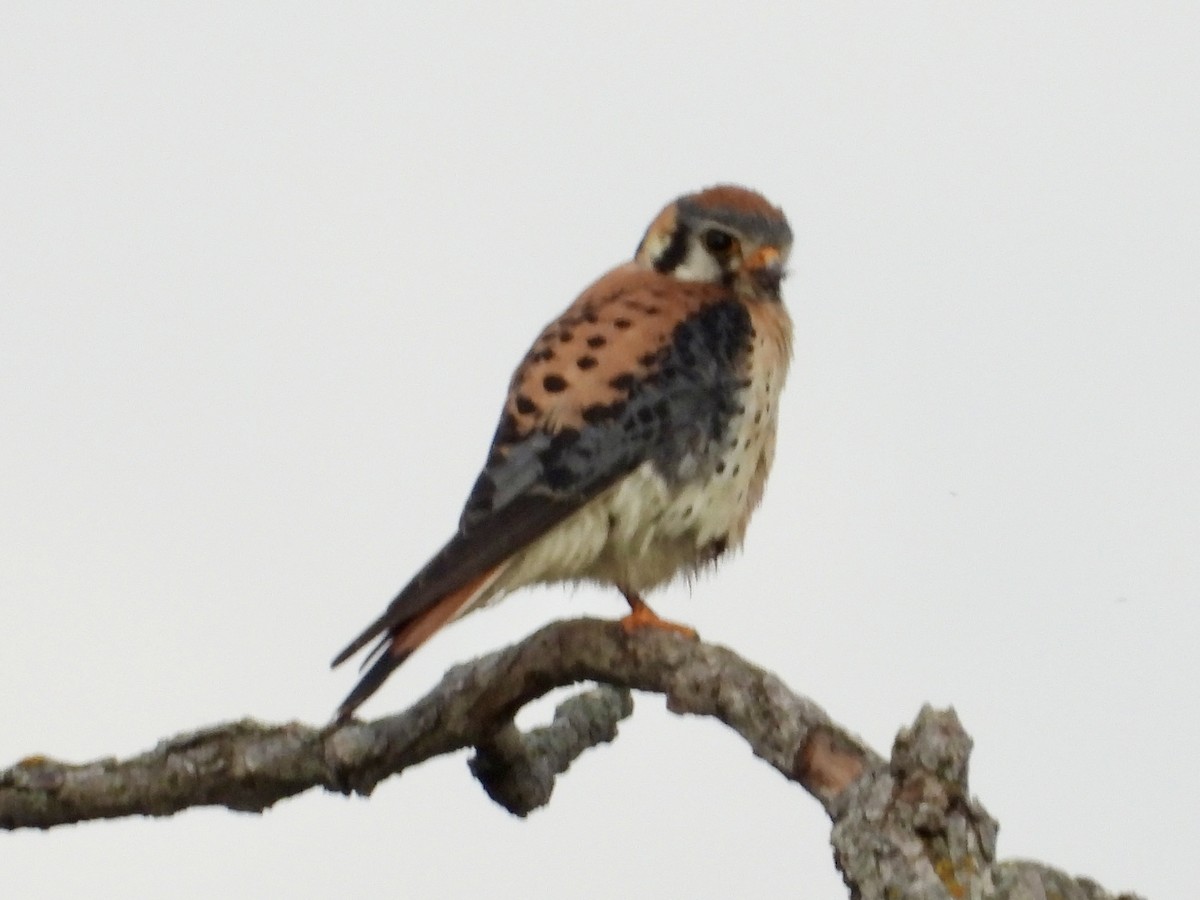American Kestrel - ML637855294