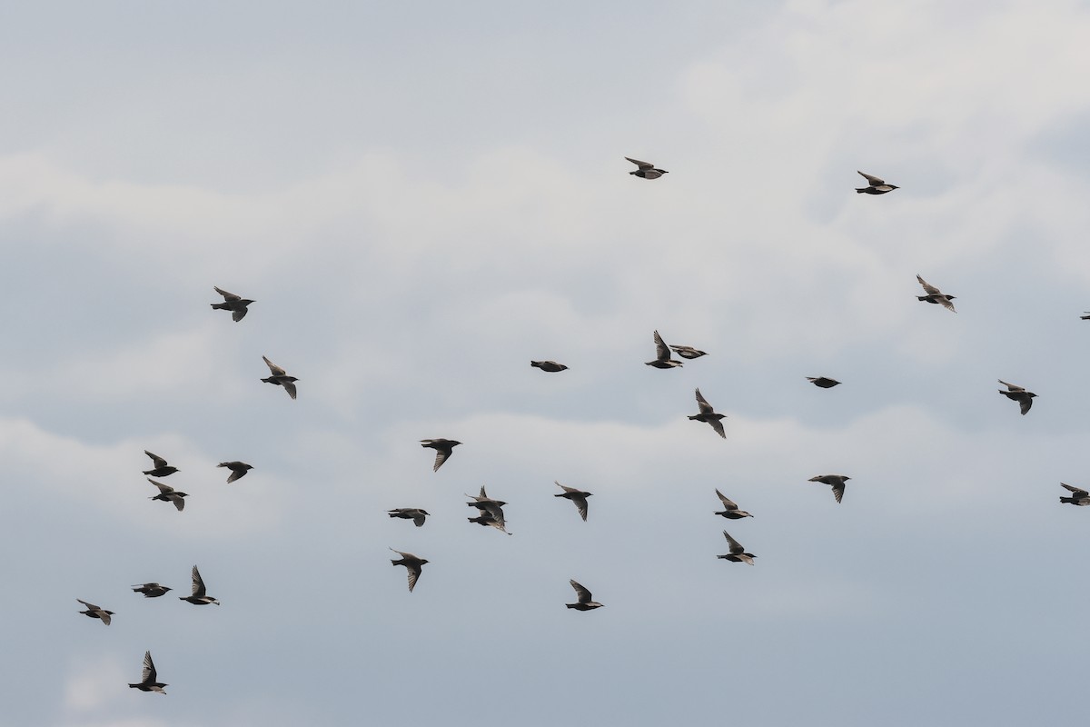 Arabazozo pikarta - ML637855332