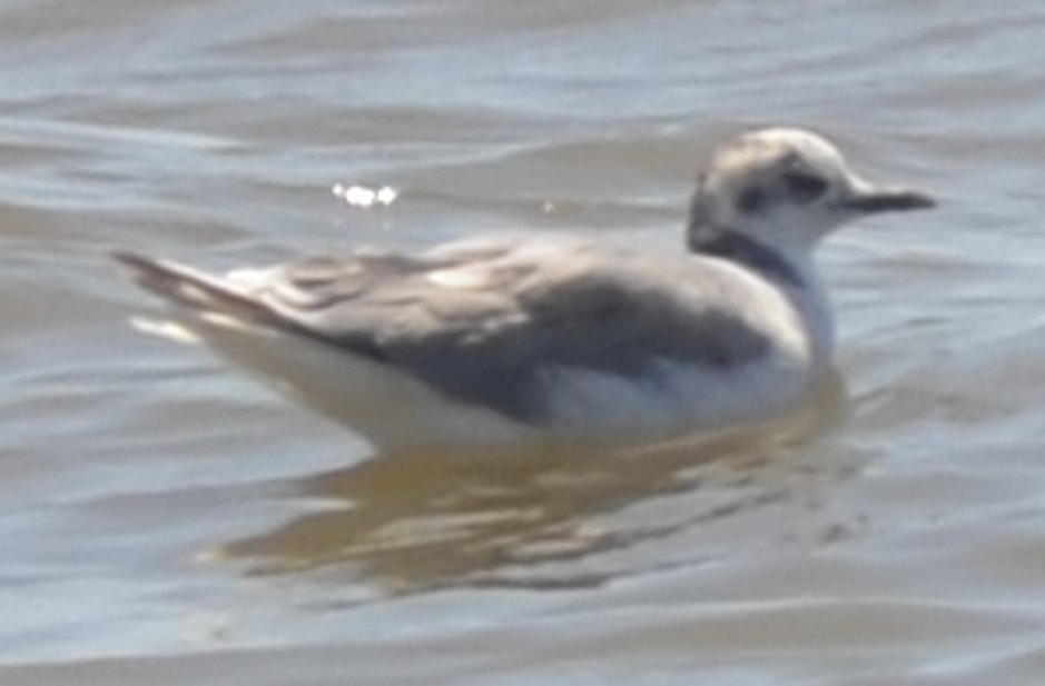 Sabine's Gull - ML637855333