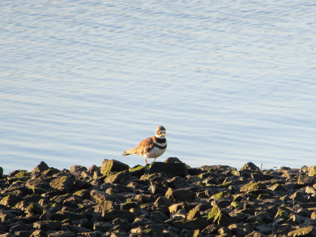 Killdeer - ML637855340