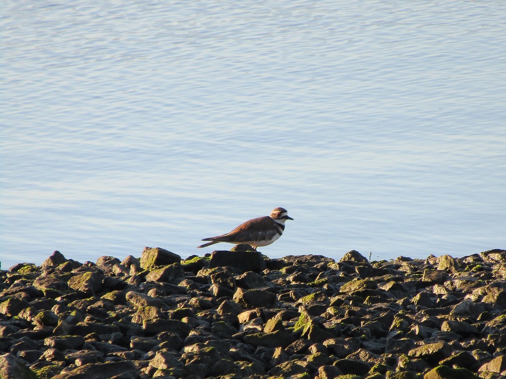 Killdeer - ML637855341