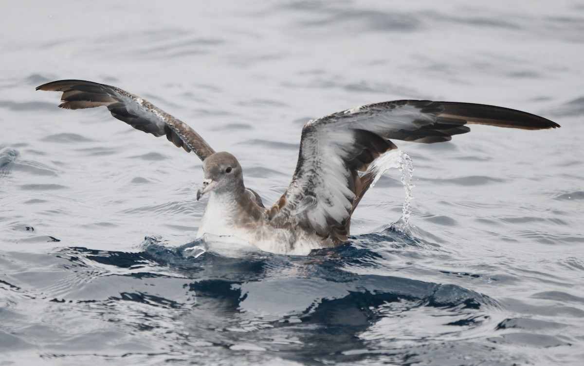 Pink-footed Shearwater - ML637855345