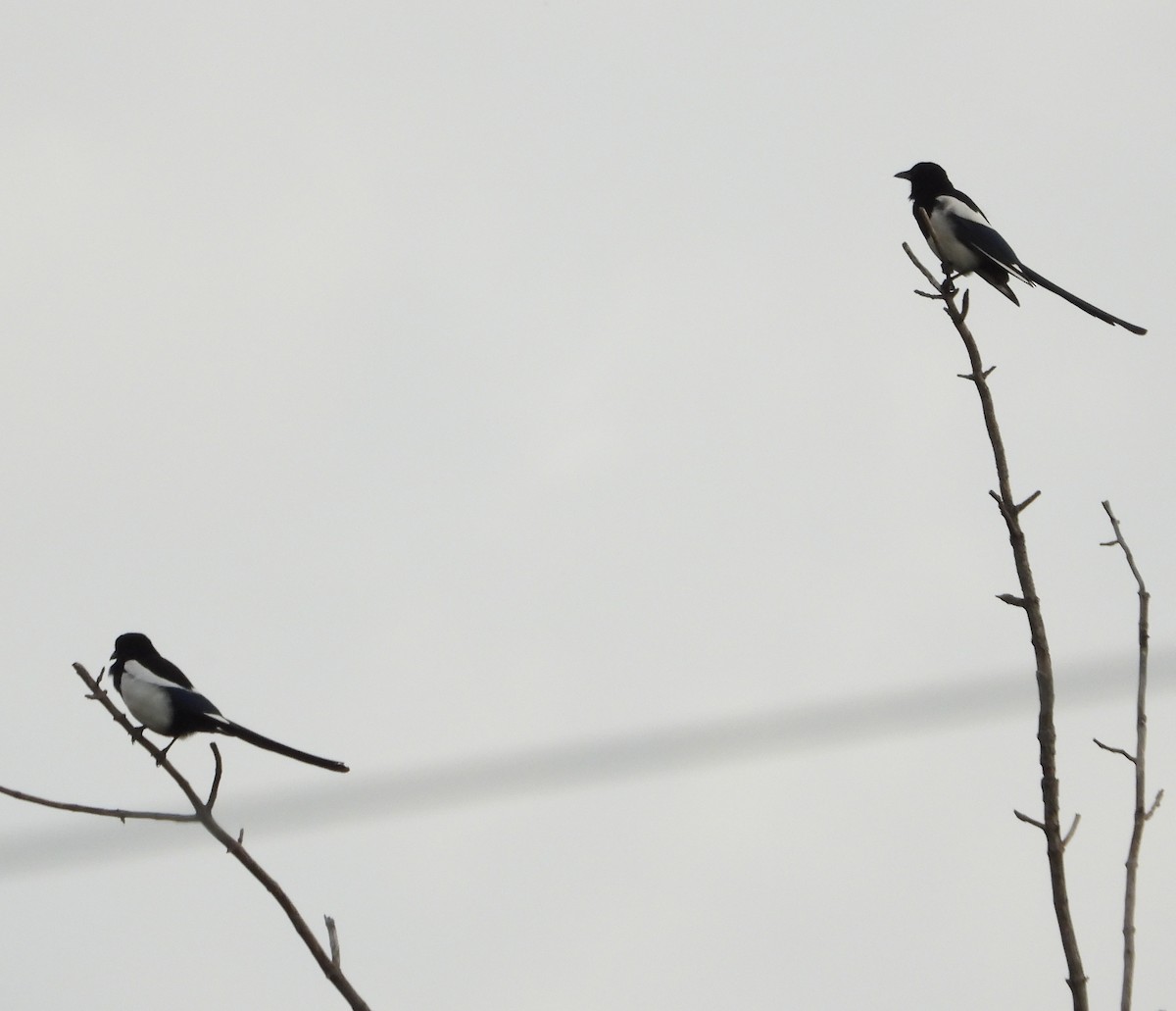Black-billed Magpie - ML637855353