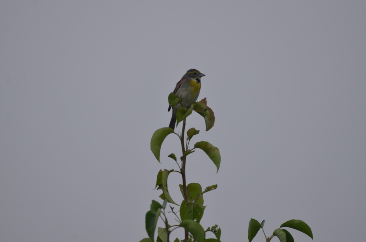 Dickcissel - ML637855360
