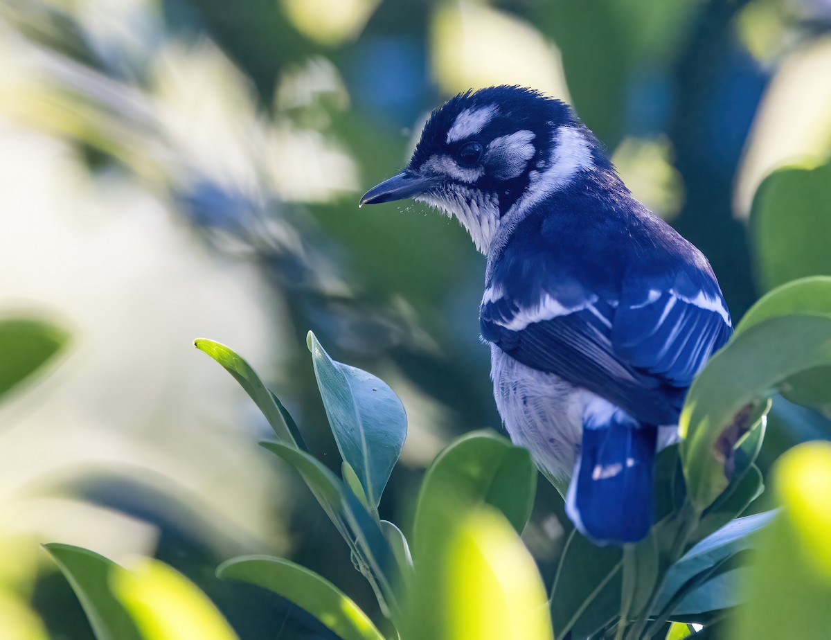 White-eared Monarch - ML637855390