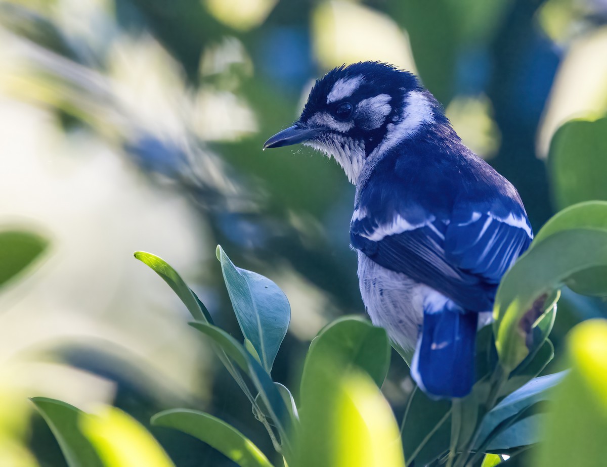 White-eared Monarch - ML637855391