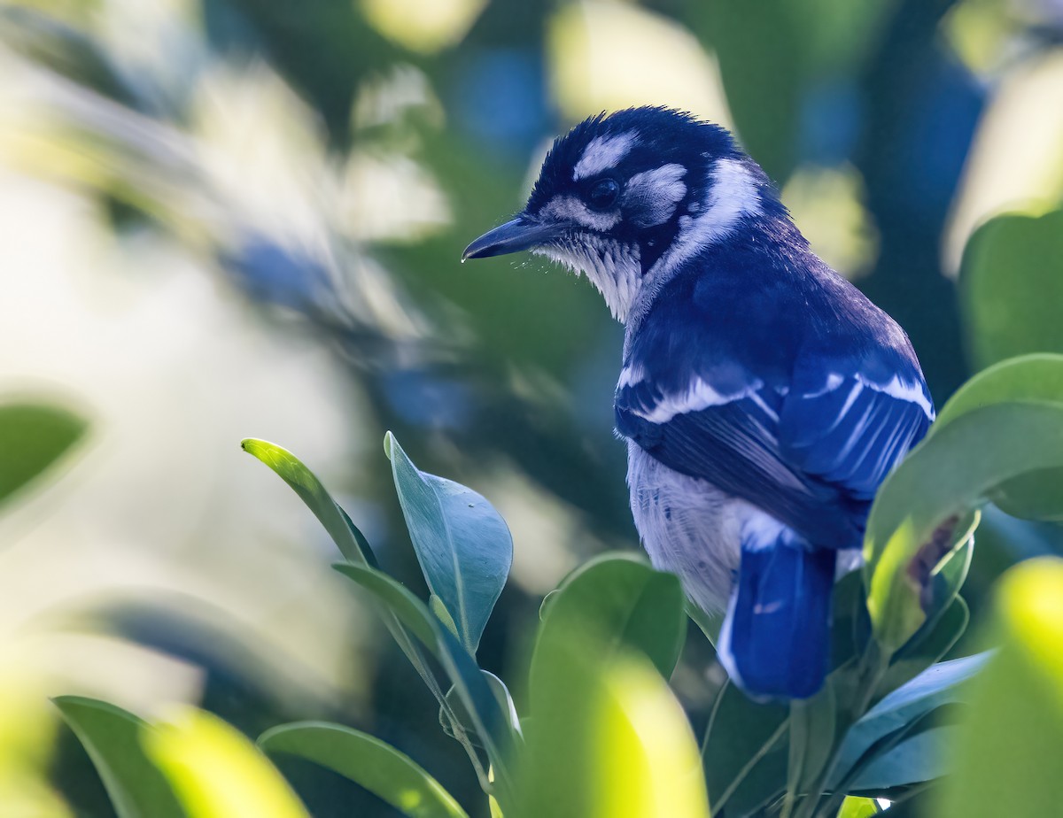 White-eared Monarch - ML637855392