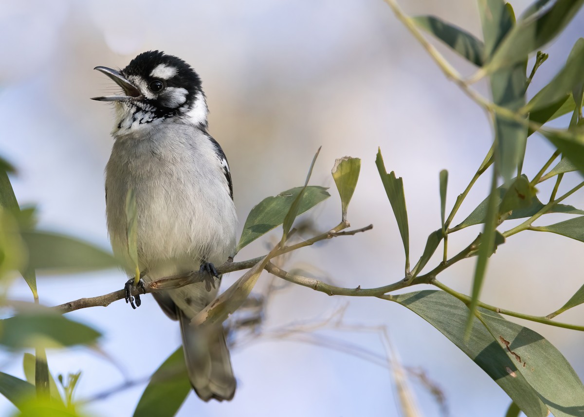 White-eared Monarch - ML637855401