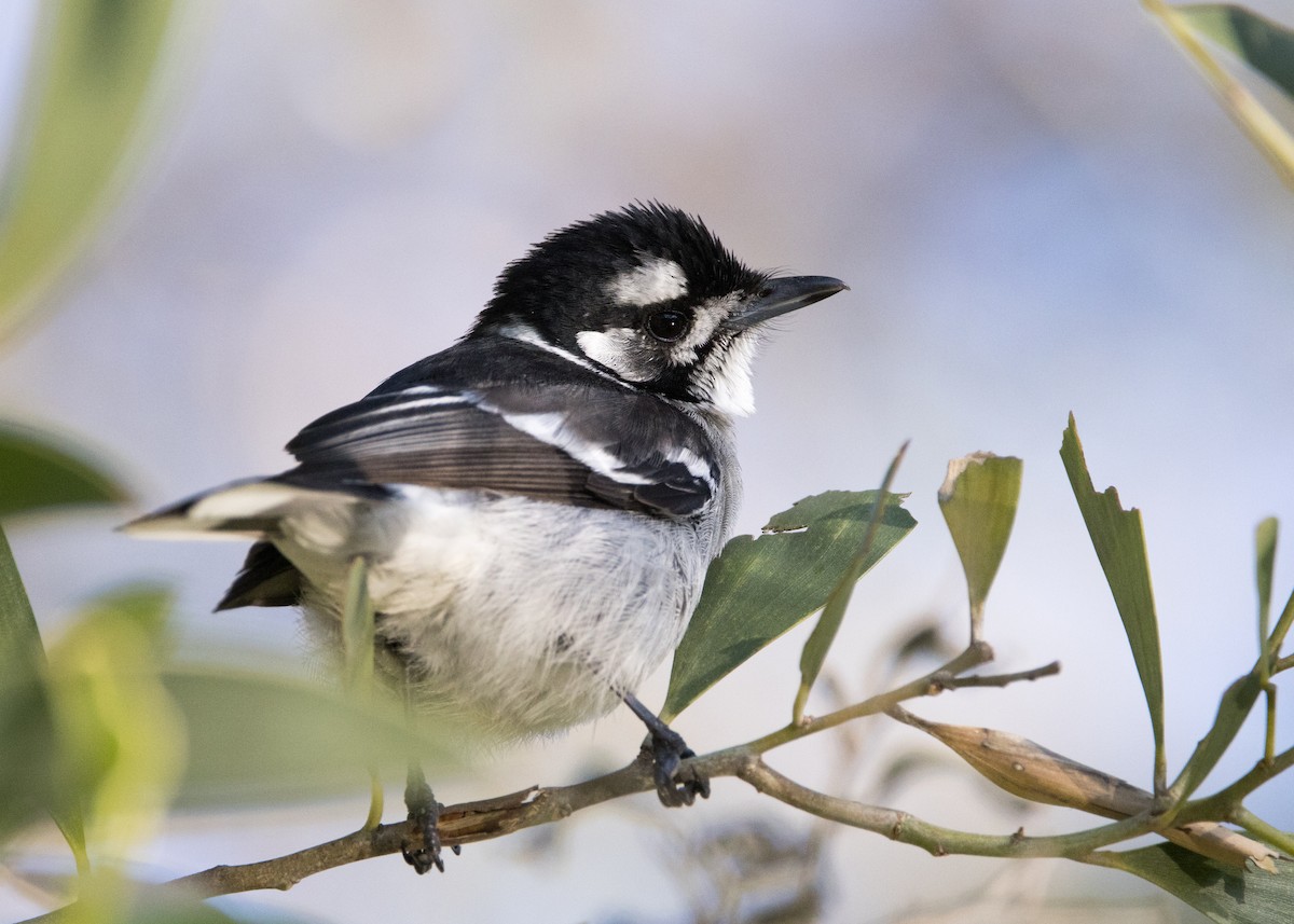 White-eared Monarch - ML637855403