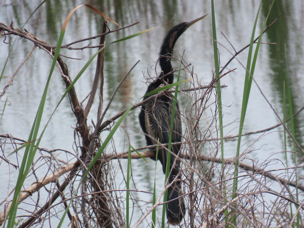anhinga americká - ML637855438