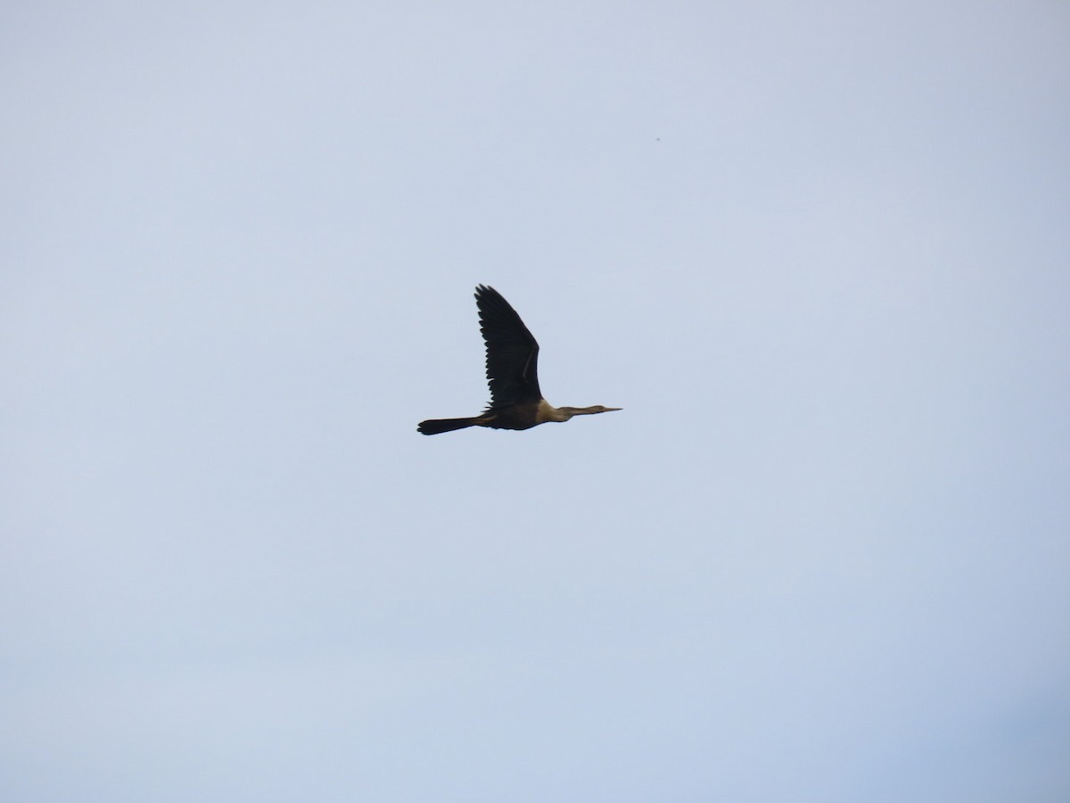 anhinga americká - ML637855439