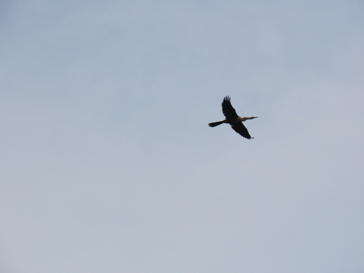 anhinga americká - ML637855440