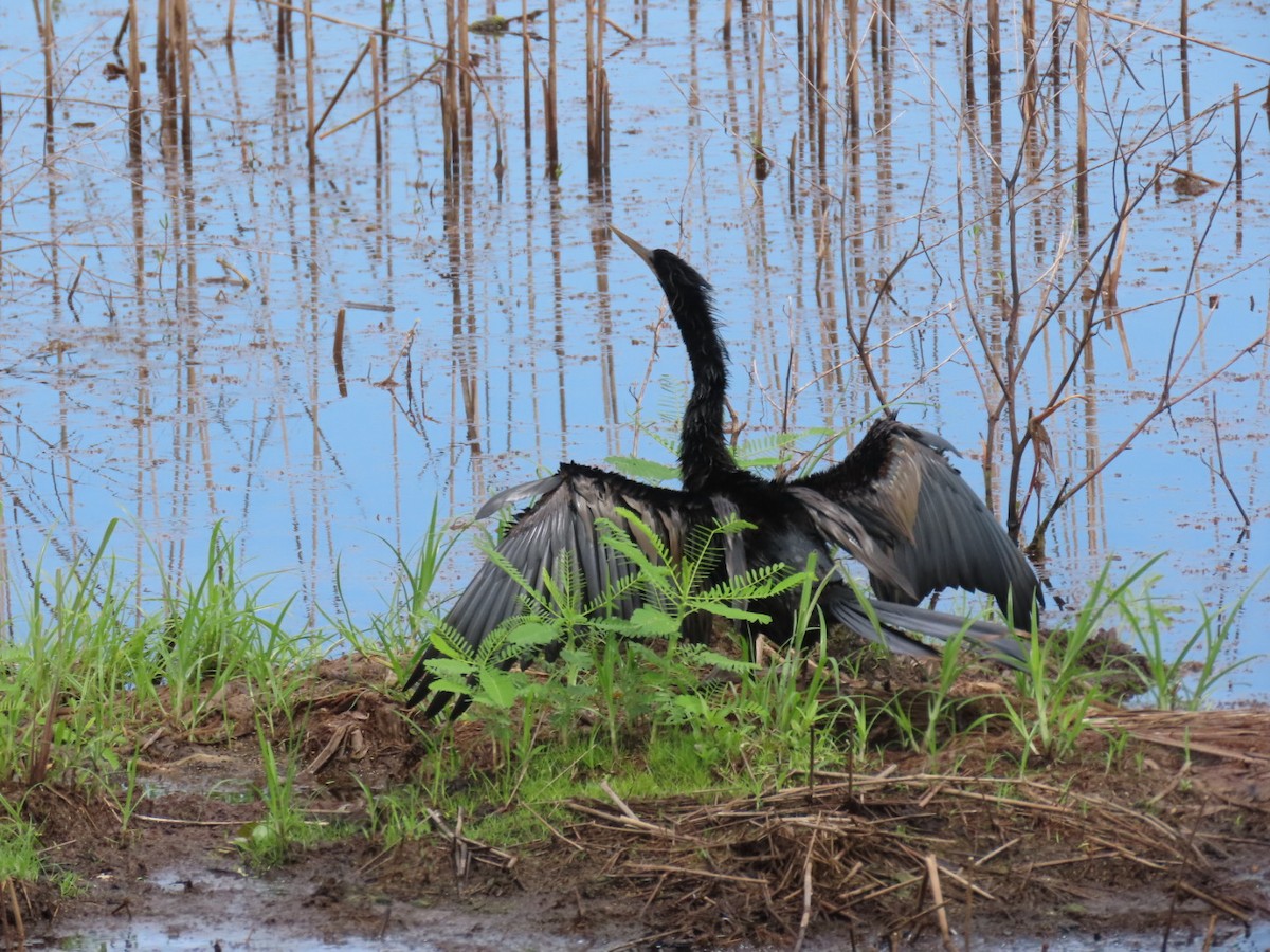 anhinga americká - ML637855442