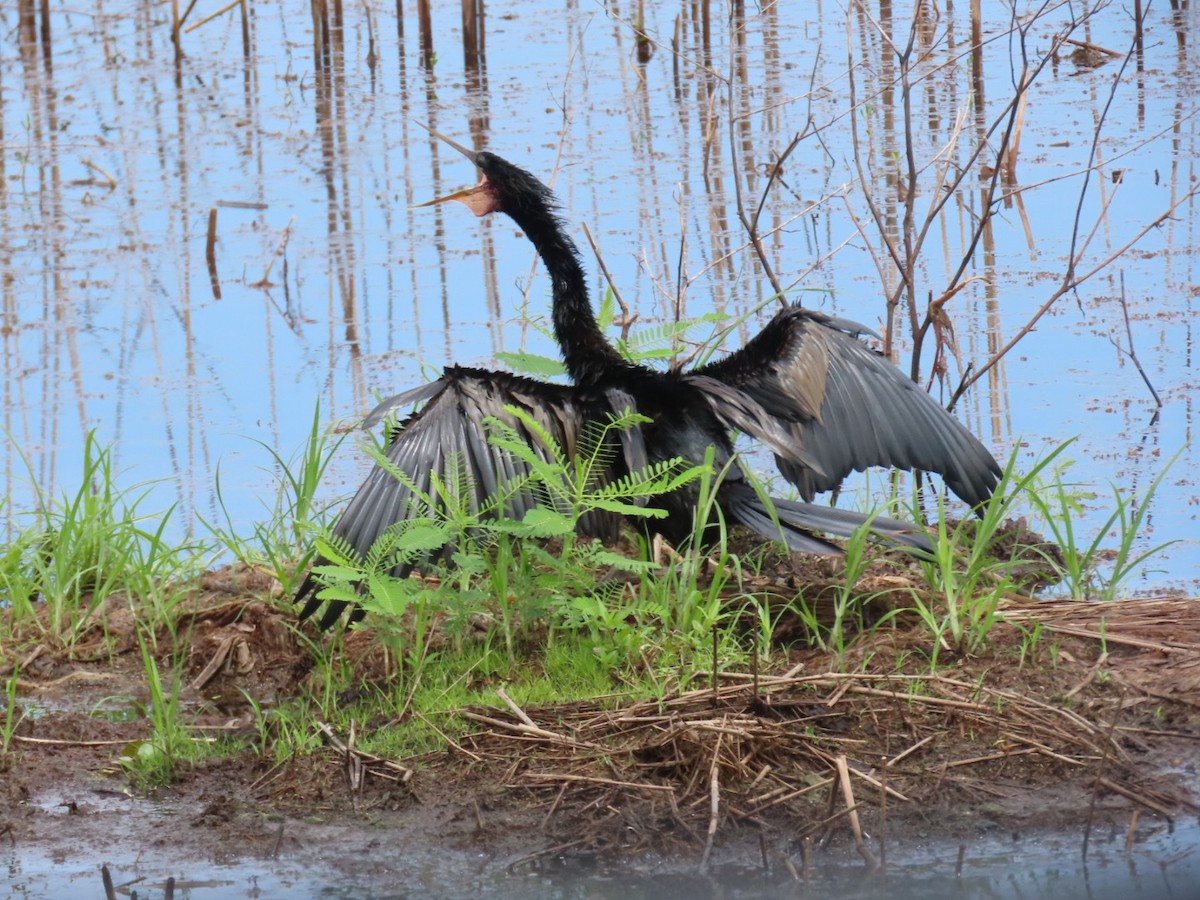 anhinga americká - ML637855443