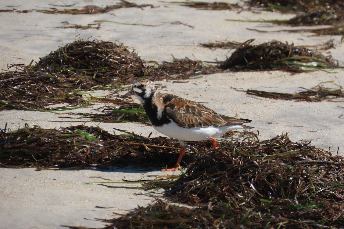 Ruddy Turnstone - ML637855468