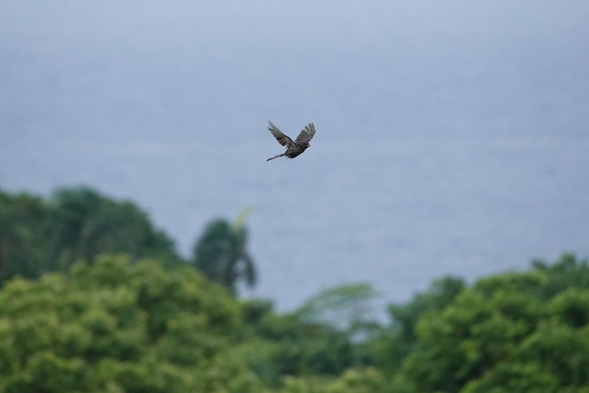 Palmchat - ML637855476