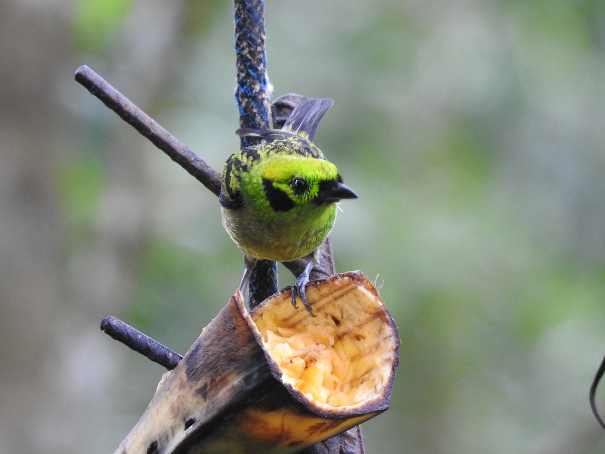Emerald Tanager - ML637855477