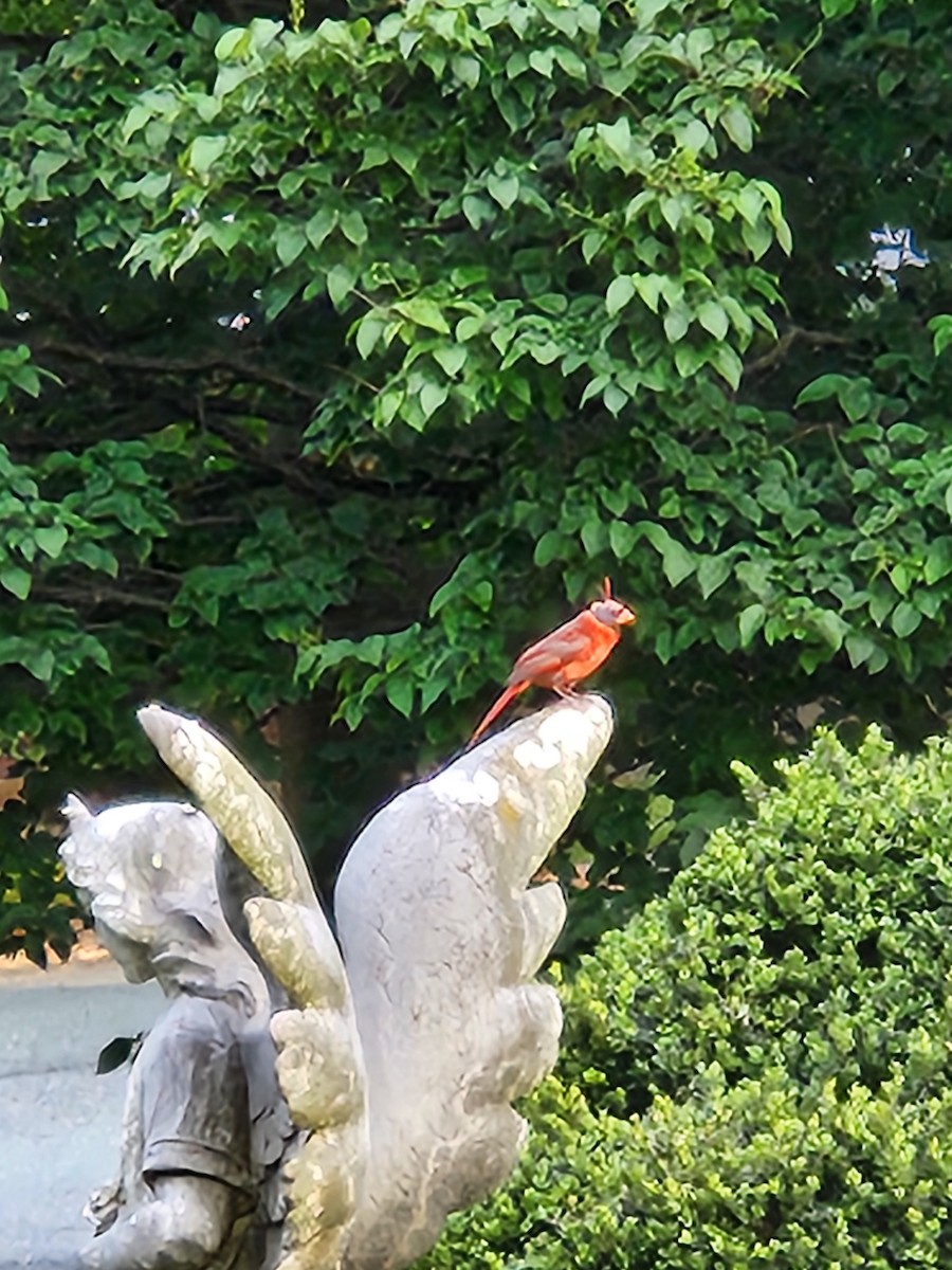 Northern Cardinal - ML637855480