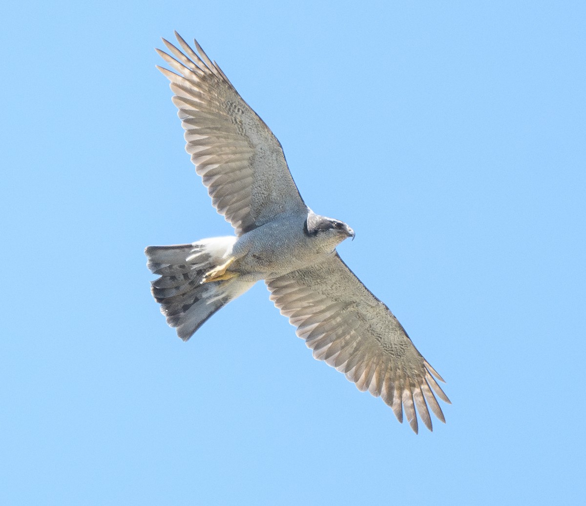American Goshawk - ML637855481