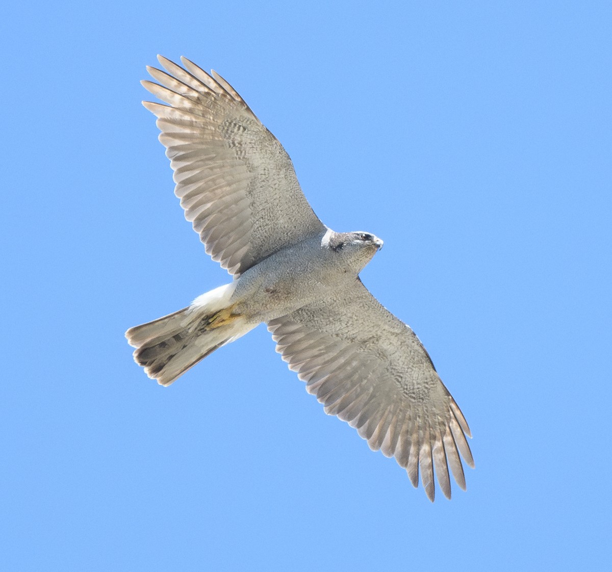 American Goshawk - ML637855483