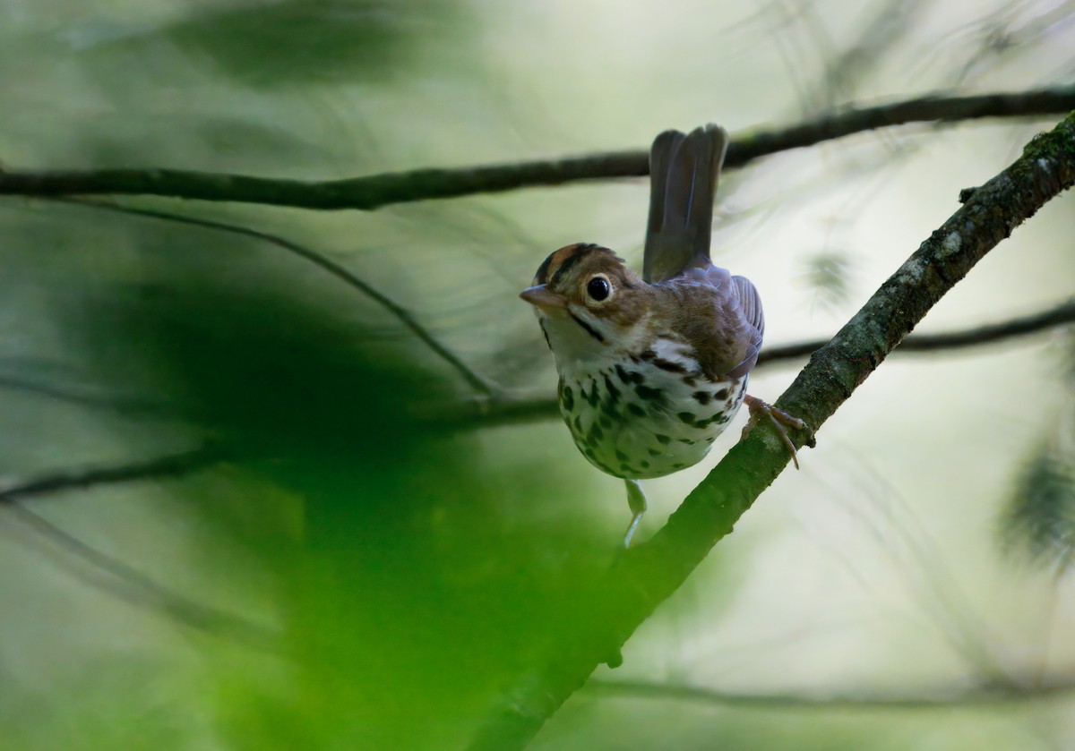 Ovenbird - ML637855487