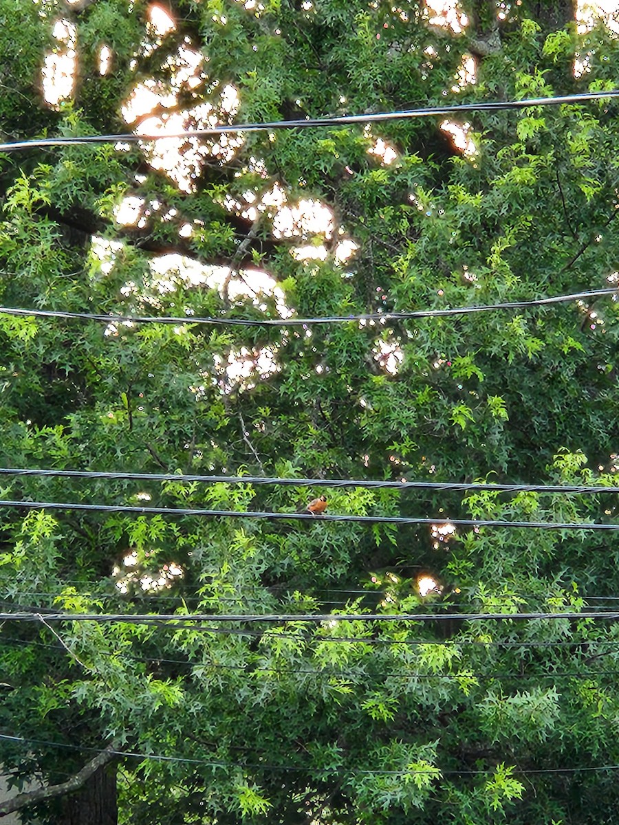 American Robin - ML637855488