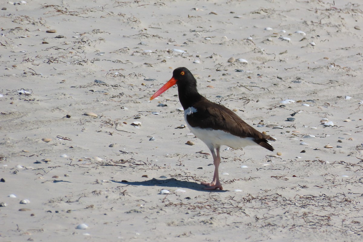 American Oystercatcher - ML637855492