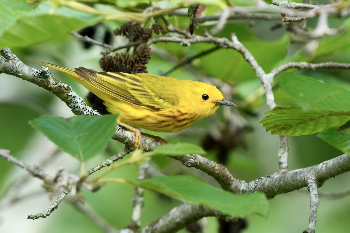 Yellow Warbler - ML637855498