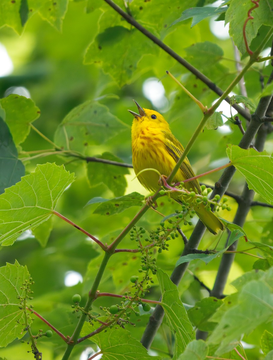 Yellow Warbler - ML637855499