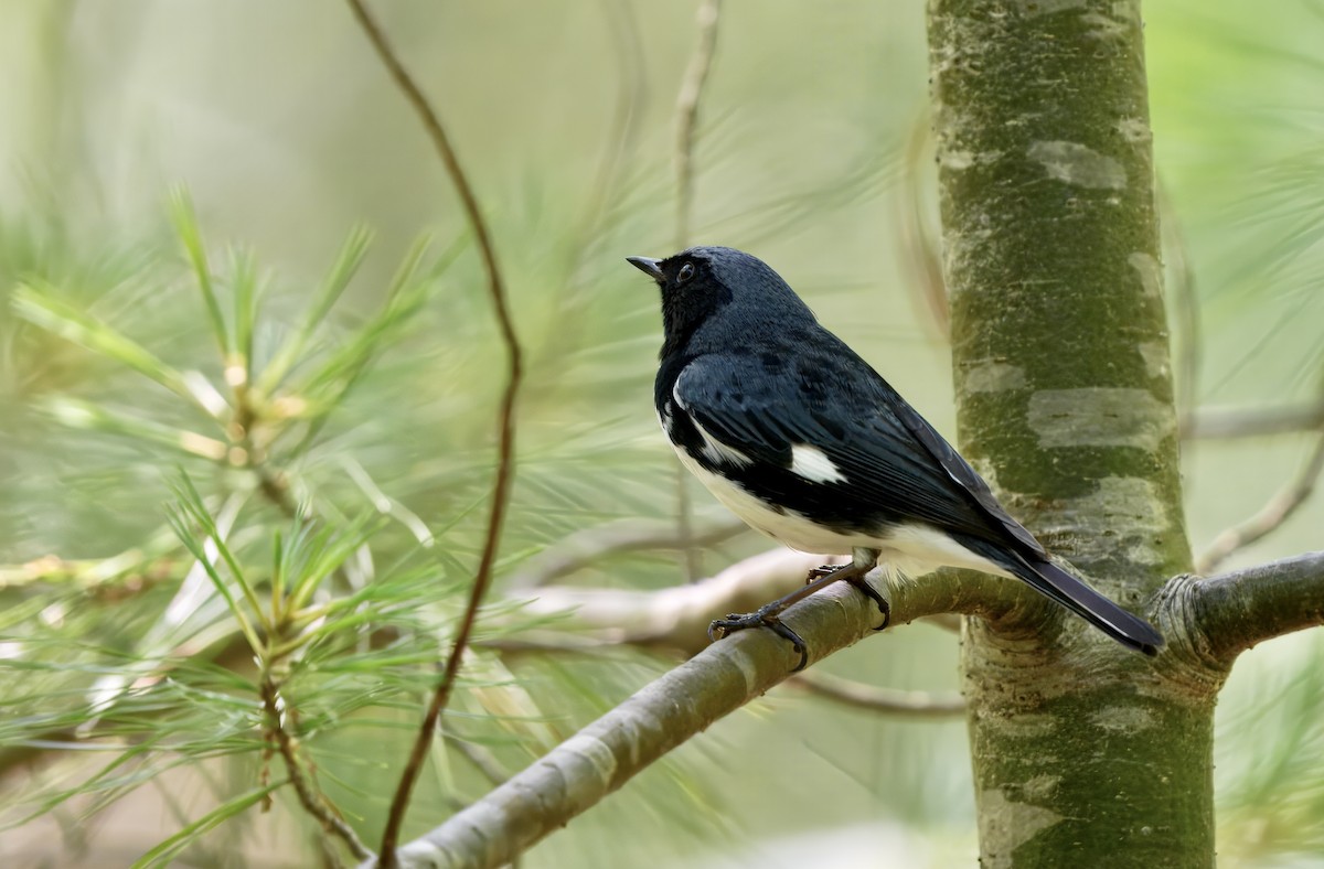 Black-throated Blue Warbler - ML637855504