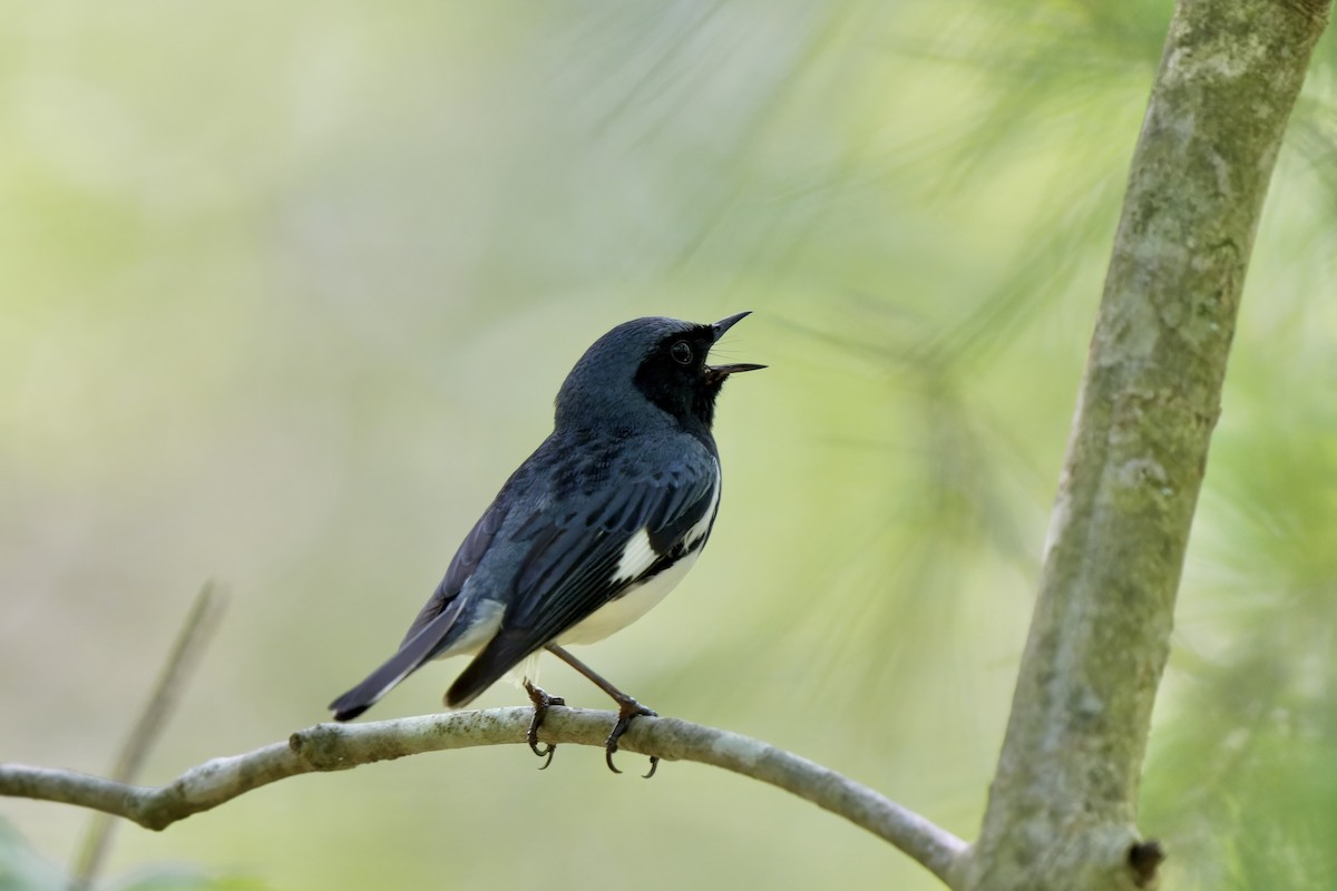 Black-throated Blue Warbler - ML637855505